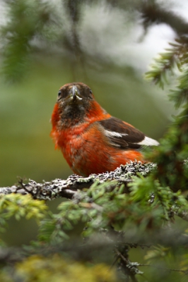 Omdat blijkt dat dit de EERSTE foto's van een witbandkruisbek is hier op Birdpix (hoera hoera!) laat ik er nog maar eentje zien.
Groet Alex Roetemeijer