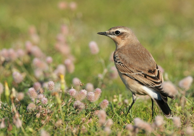 Nog een tapuit die goed wilde meewerken.
iso 200 1/640 1/6.3 +0.3 700mm vaniut de auto