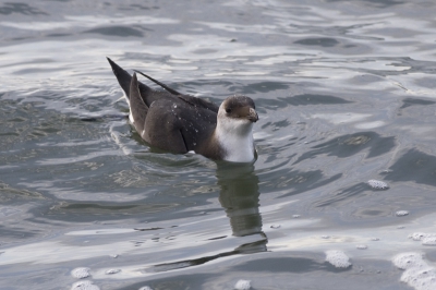 Hij was erg beweeglijk en voornamelijk onder water, maar toch een paar aardige foto's kunnen maken. Canon 20D met 400 mm/5.6. 1/640 sec, f 5.6, ISO 400,  60% van origineel vanaf rugzak gemaakt.