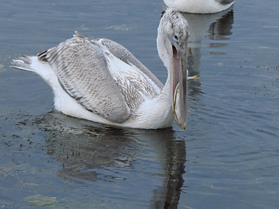 At the port of the lake come every morning fisher to tidy up their net. The rest fish get the pelicans!