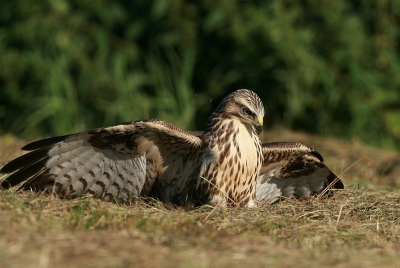 Na het vogelfestival richting de a27, zat deze buizerd langs de kant van de weg al luisterend te zoeken naar muizen in het pas gemaaide gras.
Een keer spong hij op en porde met zijn poten tussen het gras maa helaas zonder succes.
iso 200 f6.3 1/1200 -2/3st 500mm vanuit de auto