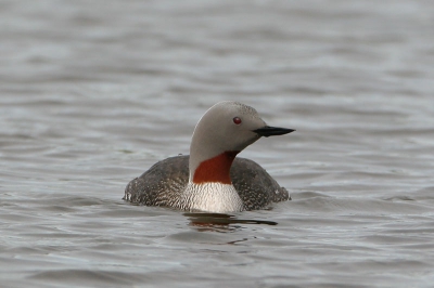 This Red-throated Diver in breeding plumage was obverved on Lake  ingvallavatn in the ingvellir National Park. 
(Comments to this picture can be given also in Dutch)