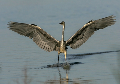 Landende Blauwe reiger.

Canon 1D MarkII met 500 mm/4 IS, Diafragma 9.0 ISO 320