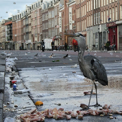 <i class='fa fa-user'></i> Frans Freijee | Blauwe Reiger  <i class='fa fa-eye'> 577</i>  <i class='fa fa-thumbs-up'> 1</i>   <i class='fa fa-comment-o'> 4</i>