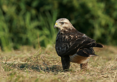 Druk zoekend naar muizen en daarom geen aandacht voor mij.
iso 200 f7.1 1/1000 -2/3st 500mm vauit de auto.