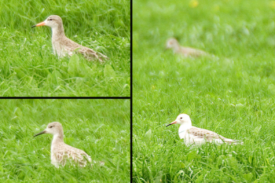 Dit 3-tal vogels liep de hele tijd bij elkaar. Ze zijn echter geheel van elkaar afwijkend van kleur. De loop leek erg op die van een duif.  Gebied was een weiland aan de Workumerwaard nabij het Ijsselmeer. Heb geen idee welke soort dit is en ben erg benieuwd.