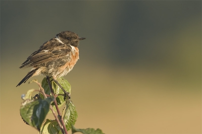 Nog eentje van een Roodborsttapuit. Na het broedseizoen ziet hij er niet zo fris meer uit, maar ik ben wel tevreden over het resultaat, het was de eerste keer dat ik deze soort deftig kon fotograferen.