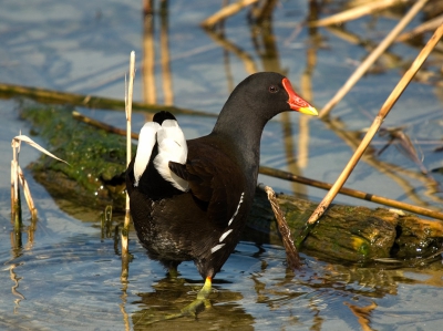 <i class='fa fa-user'></i> Kees Venneker | Waterhoen  <i class='fa fa-eye'> 211</i>   <i class='fa fa-comment-o'> 2</i>