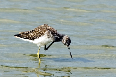 Vogelhut bij Hellegatsplaten. Groepje van 4 Gpr's.
Nikon D70, Nikkor 400 mm