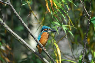 Deze IJsvogel kwam mij mooi voor de lens vliegen.