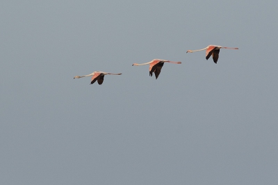 Nog een beeldje van Flamingo's. Deze vond ik wel leuk omdat de 3 flamingo's mooi op een lijn vlogen.

Meer foto's op: www.bartheirweg.com