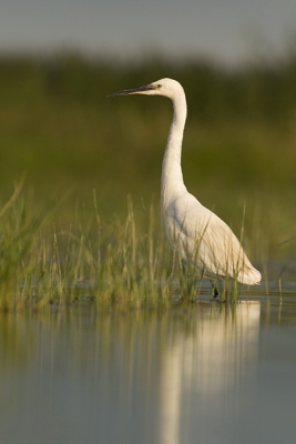 Deze Kleine zilverreiger werd 's morgens vroeg gefotografeerd terwijl ik op mijn buik lag onder een aantal camouflage netten. De miljoenen muggen moest ik er helaas bijnemen.

Meer foto's op: www.bartheirweg.com