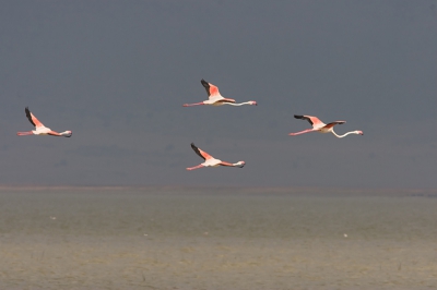 Een paar Flamingo's in het landschap: op de achtergrond is vaag de kraterwand te zien. In eerste instantie dacht ik veel stof op de sensor te hebben maar gelukkig bleek het begroeing te zijn.