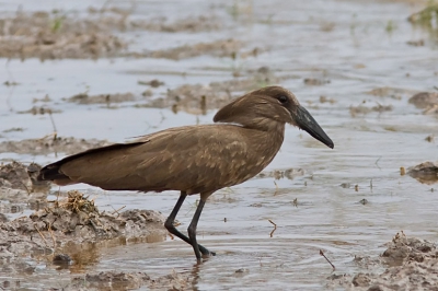 <i class='fa fa-user'></i> Luc Schaap | Hamerkop  <i class='fa fa-eye'> 299</i>   <i class='fa fa-comment-o'> 1</i>