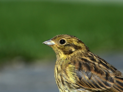 Deze adulte vrouw (?) liet het toe om tot op twee meter naderbij te komen.

EOS350D + Tamron 28-300