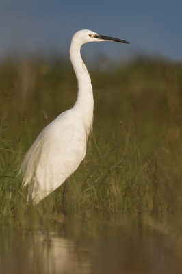 Deze Kleine zilverreiger werd 's morgens vroeg gefotografeerd terwijl ik op mijn buik lag onder een aantal camouflage netten. De miljoenen muggen moest ik er helaas bijnemen.

Meer foto's op: www.bartheirweg.com