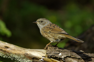 Middagje besteed aan heggemussen. jonge vogels die volop rond de drinkpoel aanwezig zijn.