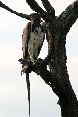 De vechtarend een van de sterkste roofvogels van Afrika. Het is ook de grootste Afrikaanse arend. Hij grijpt middelgrote prooien na een lage vlucht over de savanne of biddend vanuit de lucht. Prooien zijn o.a. klipdassen, hoenders, varanen, bavianen, duikers