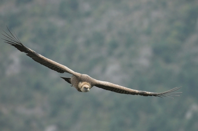 Als ze een beetje schuin vliegen, heb je soms net genoeg ruimte om ze mooi diagonaal in beeld te krijgen. Hier een adulte vogel. 95% van origineel.
Nikon D200, ISO800, 1/640, F5.6, 200-400VR.