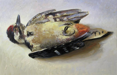 Ook deze vogel kreeg ik van iemand, die hem tegen zijn raam aan hoorde vliegen. Hij lag al in de vuilnisemmer, maar werd daar toch weer uit gehaald. Gelukkig.

18 x 24 cm, olieverf op paneel, 2006