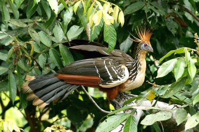 Als bijnaam stinkvogel...doet zijn naam eer aan!