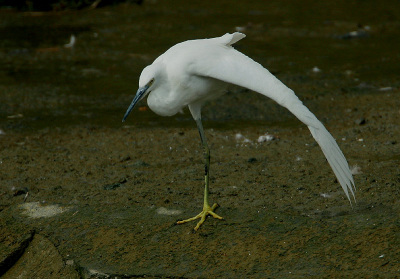 <i class='fa fa-user'></i> FRANCOIS roland | Kleine Zilverreiger  <i class='fa fa-eye'> 195</i>   <i class='fa fa-comment-o'> 1</i>