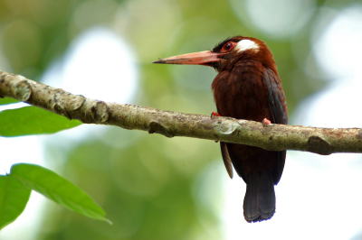 Wow, wat een vogelgebied is de Napo-river.....wel 250 soorten in 4 dagen waaronder deze!