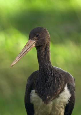 Toen ik vanavond een rondje door de omgeving reed, kwam ik deze zwarte ooievaar tegen. Gelukkig was er nog net licht genoeg om hem (of haar?) scherp op de foto te zetten.