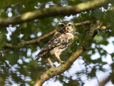 Deze steenuil had me al snel in het snotje, binnen no-time vloog hij weg. 

Uit de hand genomen 300 mm, F/5, 1/250, iso 200.