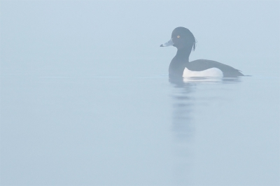 Nog eentje uit mijn archief die ik hier nog niet had geplaatst. De foto werd genomen op een mistige winterochtend wanneer de zonnestralen door de mist begonnen te breken. De foto is genomen op dezelfde ochtend als de Fuut.

Meer foto's op: www.bartheirweg.com