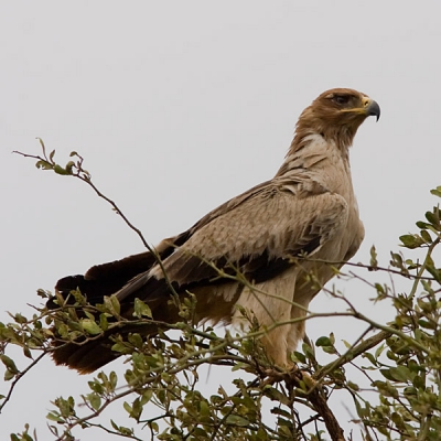 Bij het verlaten van Lake Eyasi, op weg naar de Serengeti troffen we dit exemplaar aan in een boom langs de weg. Hij was zo vriendelijk om even te blijven zitten, zij het onder lastige lichtomstandigheden.
Hij verkeert in de zogenaamde lichte fase.