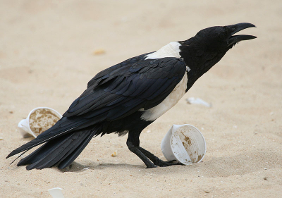 Schildraaf op het strand van Kololi