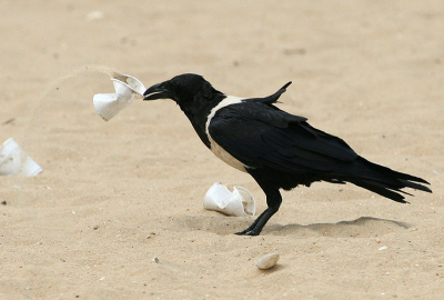 Schildraaf onderzoekt een plastic bekertje op het strand bij Kololi