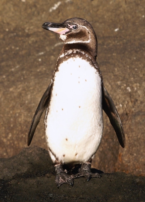 Nog zo'n juweel van de Galapagos eilanden.....