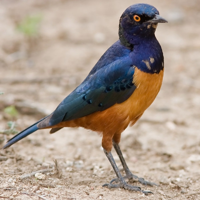 Op de parkeerplaats bij de ingang van Serengeti NP zat het vol met vogels (o.a. op zoek naar etensresten). Daar deze glanspreeuw vast kunnen leggen. Door hun beweeglijkheid valt dat nog niet mee. Deze paste er net op.