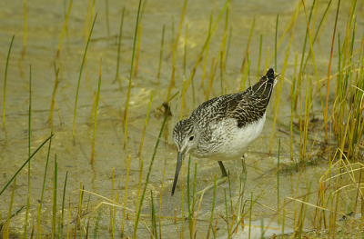 veel groenpootruiters voor de vogelkijkhut en ditmaal geen kleurringen. helaas zwaar bewolkt weer maar ja kan ook niet alles hebben