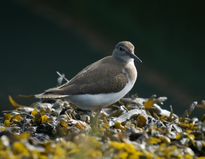 Op jacht naar de IJsvogel kwam deze Oeverloper in beeld en poseerde beter dan de Ijsvogel.