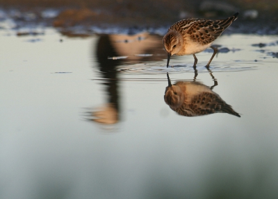 Little Stint with a reflection of barnacle goose.