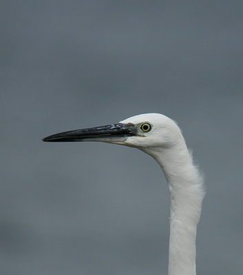 Ik heb vele meters over de grond moeten tijgeren om bij deze kleine zilverreiger te komen. Opeens zat ik er zo,n 4 meter vandaan dus kon ik alleen maar een portret van zijn kop maken.