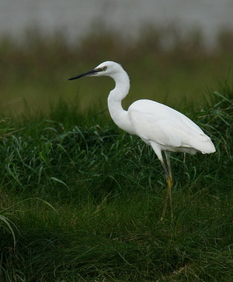 Gisteren heel veel kleine zilverreigers gezien in zeeland.