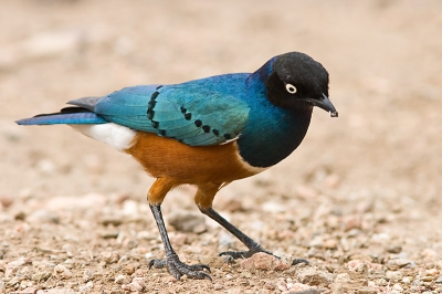 Dit is misschien wel de meest voorkomende vogel aldaar. 
Maar hij is er niet minder fraai om.