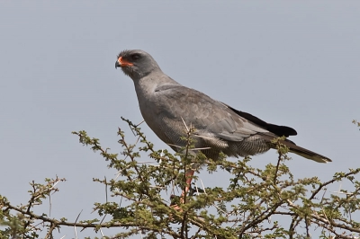 Deze zanghavik was ook weer redelijk goed te benaderen.
Rustig een paar beelden kunnen schieten. Maar goed belichten valt nog niet mee zo'n donkere kop tegen een heldere lucht.