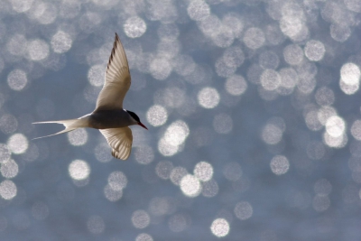 An Arctic Tern flying against glittering water.

More my photos at www.kolumbus.fi/ap.laaka/