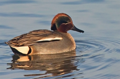 Nog 1 fototje van de wintertaling... Wat een ongelovelijk mooie vogel!