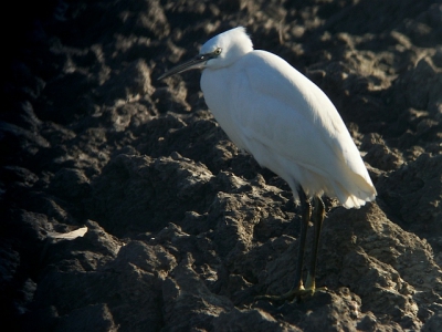 <i class='fa fa-user'></i> GARRY | Kleine Zilverreiger  <i class='fa fa-eye'> 499</i>  <i class='fa fa-thumbs-up'> 1</i>   <i class='fa fa-comment-o'> 0</i>