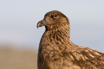 Op de terugweg van het fotograferen van papegaaiduikers op Runde kwam ik deze Grote Jager tegen.