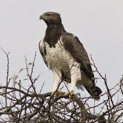 Deze vechtarend zat op de uitkijk. Snel wat platen geschoten van wat grotere afstand. Deze is dan ook een forse crop.
Maar hij zit hier wel redelijk vrij