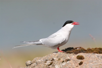 Arctic Terns are the most common breeding birds on the marsh- and grassland of the Icelandic coasts. Hundreds of them can seen from the roads defending their territories like this bird.
(Comments concerning this picture can be given also in Dutch.)