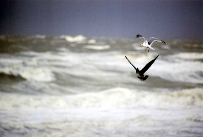 Onvolwassen Kleine Jager achtervolgd Stormmeeuw. Gemaakt met Sigma 170-500 mm en Canon EOS 300.
Zware weersomstandigheden NW 8.