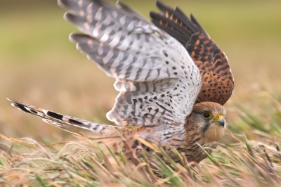 Erg benaderbare torenvalk op terschelling die het dwergmuisje dat we aan het fotogaferen waren maar al te graag op zijn menu had.

Voor het verhaal kijk op mijn blog:
http://www.wordpress.hellcatphotos.be/